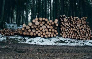 4 Skogsaktier om du vill investera i skog på börsen